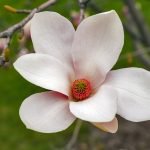 choroby szkodniki magnolii