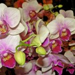 orchidee storczyki