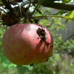 Owocówka jabłkóweczka