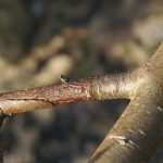 Leukostomoza wiśni